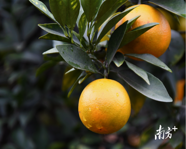 廉江盛产红橙，被誉为“中国红橙之乡”。