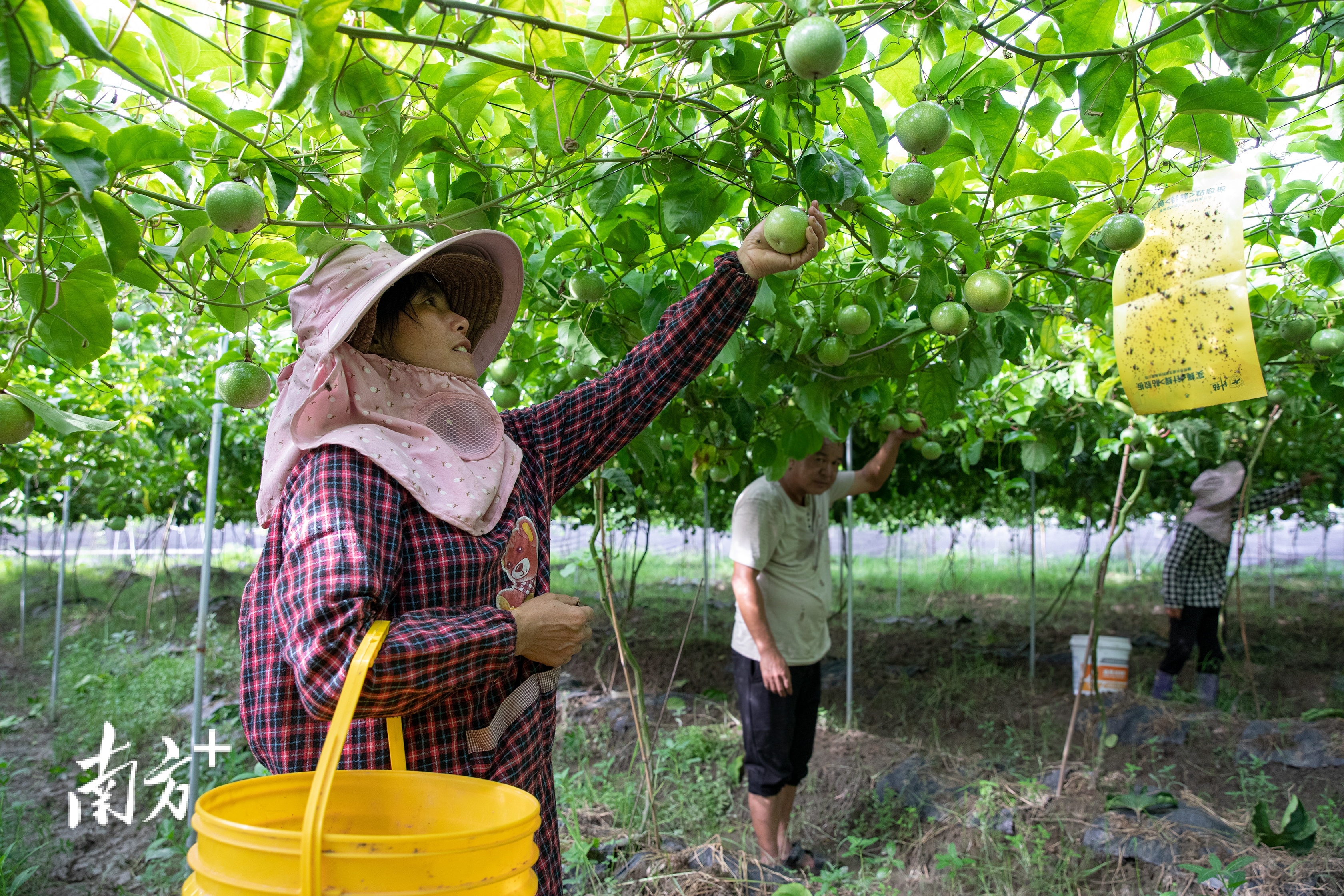 广福镇叶田村，当地村民正在采摘新鲜的百香果。 