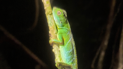 Stable population of rare Chinese water dragon discovered in Guangdong reserve