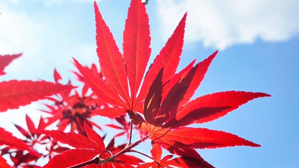 A leaf heralds autumn, a mountain paints a picturesque scene