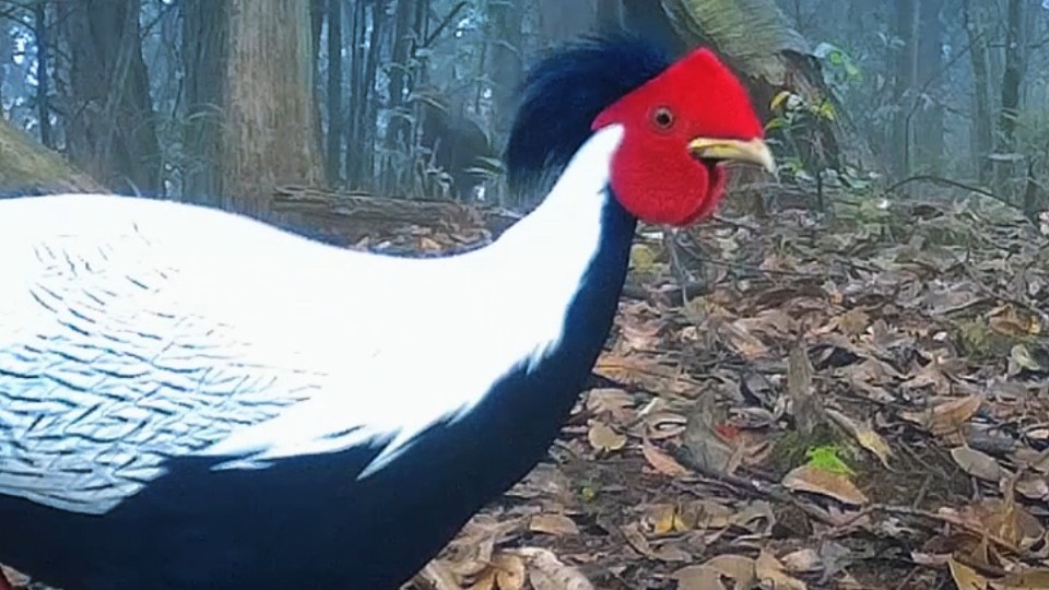 Silver Pheasant spotted in Nanshan Provincial Nature Reserve in Shixing, Guangdong