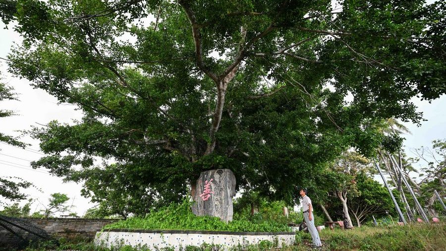 China home to 5.08 million ancient and famous trees