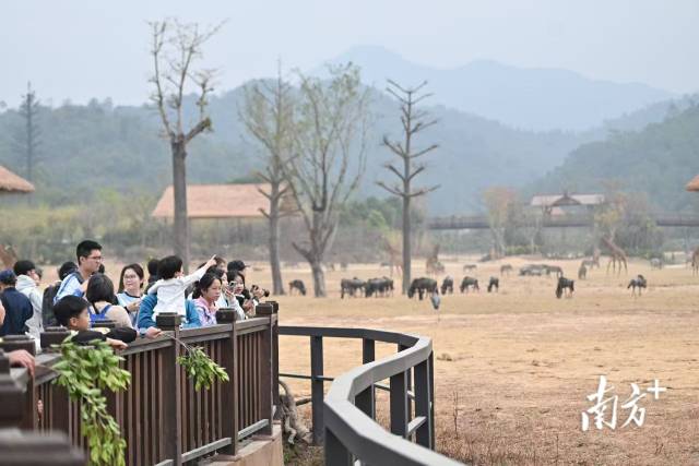 清远长隆度假区。南方+记者 曾亮超 摄 清远长隆度假区。南方+记者 曾亮超 摄