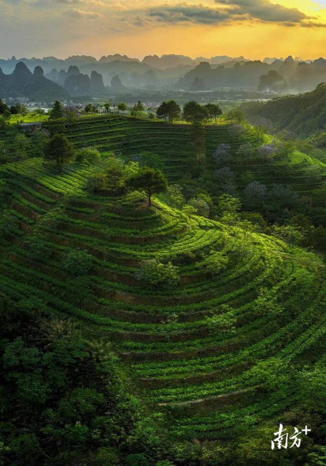 英西峰林德高信茶园景区。通讯员供图 英西峰林德高信茶园景区。通讯员供图