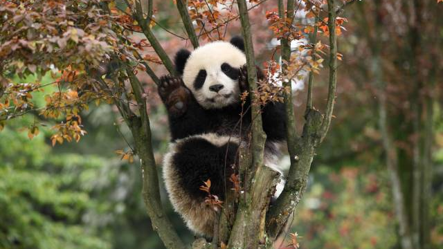 今天是國際熊貓節，你能抵住熊貓的呆萌誘惑嗎？