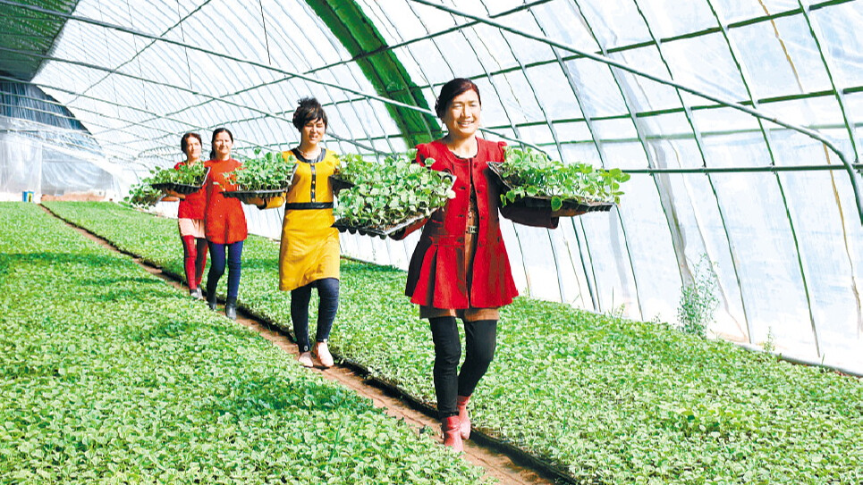 在伽师县伽师瓜育苗基地,瓜果还没上市便被大湾区市场预订。