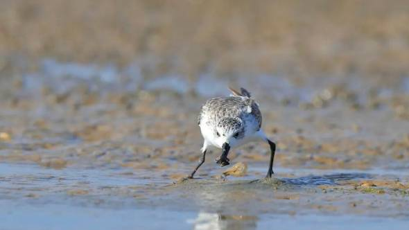 First group of spoon-billed sandpipers in autumn migration arrive in Zhanjiang