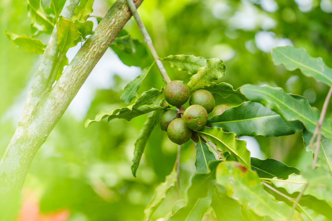 澳洲坚果 (通讯员供图)
