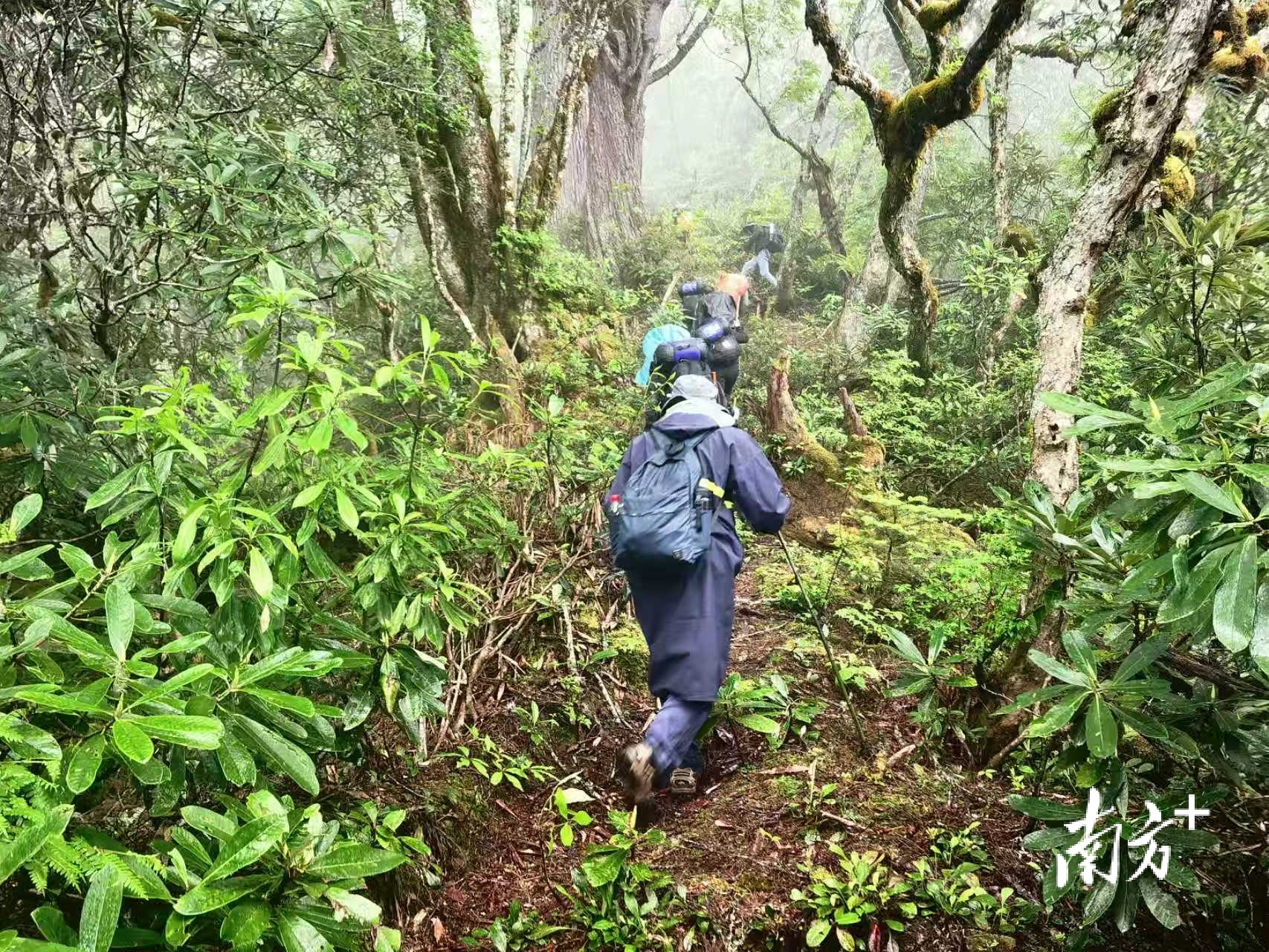 在藏粤直流工程云南段，南方电网超高压公司大理局技术人员深入无人区开展线路踏勘。胡宗华 摄