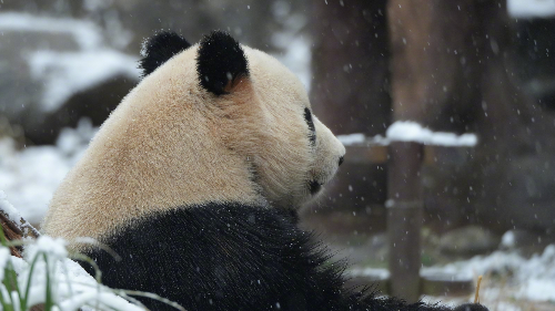 日媒：中日交流全面遇冷 日本快没大熊猫了！