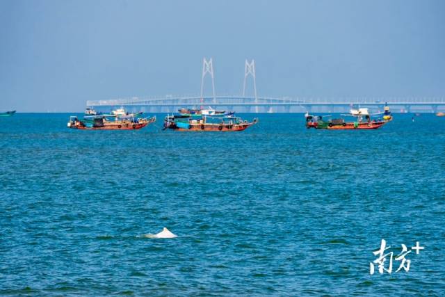 3月22日,在珠海情侣路,非常幸运遇到中华白海豚,在与港珠澳大桥中国结同框嬉耍游泳。南方+拍客 陈烁明 摄