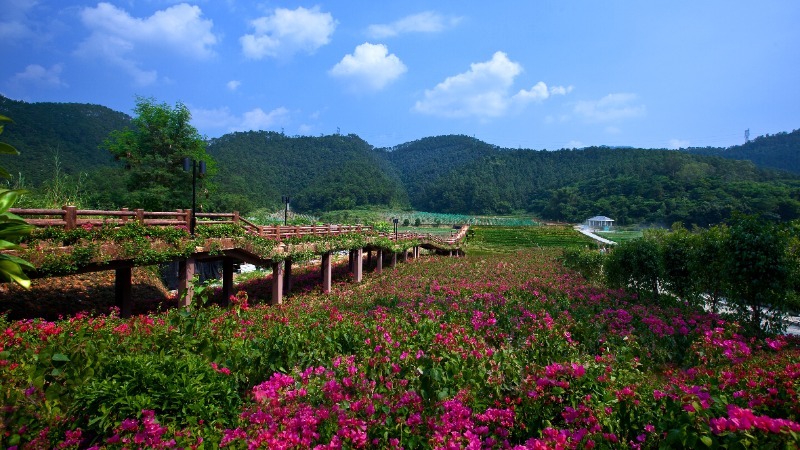 云浮探新路：青山生“金”钥 蓄积翻番看试点