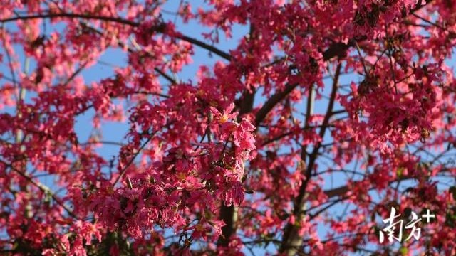 Silk floss trees burst into blossom in Jieyang