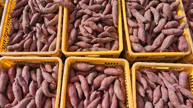 石坝镇文旅番薯节启幕，农文旅融合+助农直播，激活乡村振兴新动能