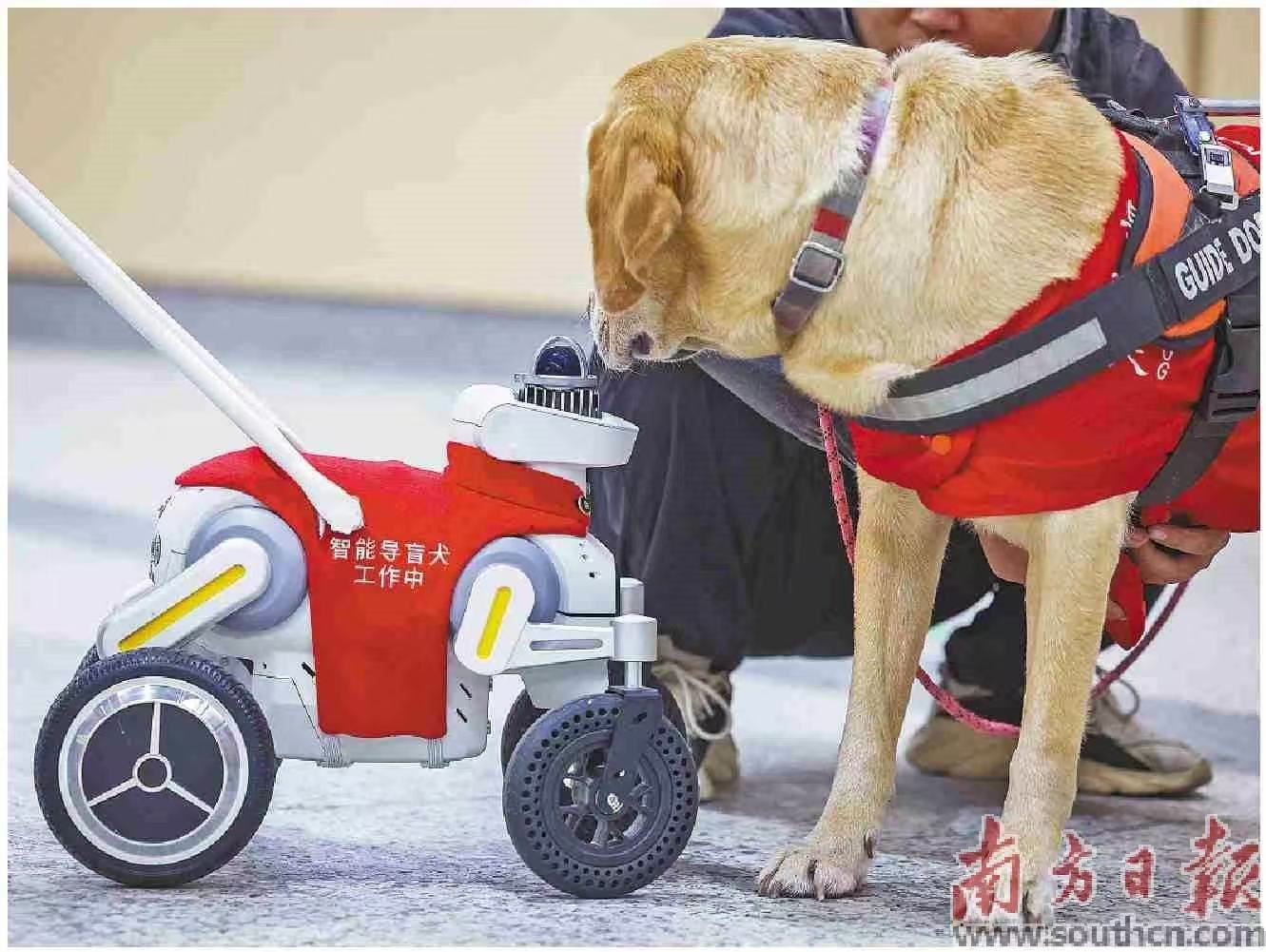 以科技手段为残特奥会保驾护航,深圳地铁在赛事期间启用了智能“导盲犬”。图为黄木岗站,导盲犬遇上“导盲犬”。南方日报记者 朱洪波 摄