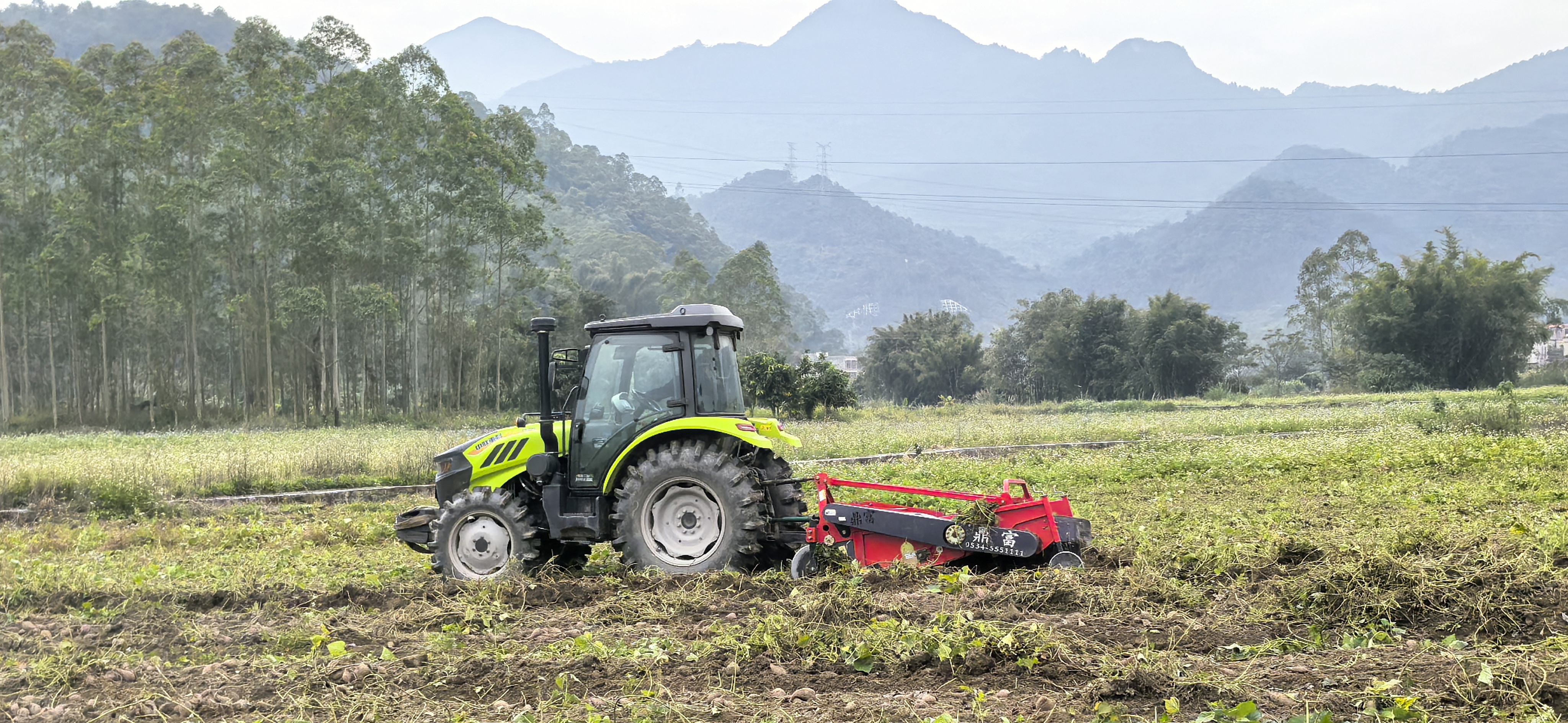 云浮云安：“三保”订单打通产销路 小番薯成致富“金疙瘩”