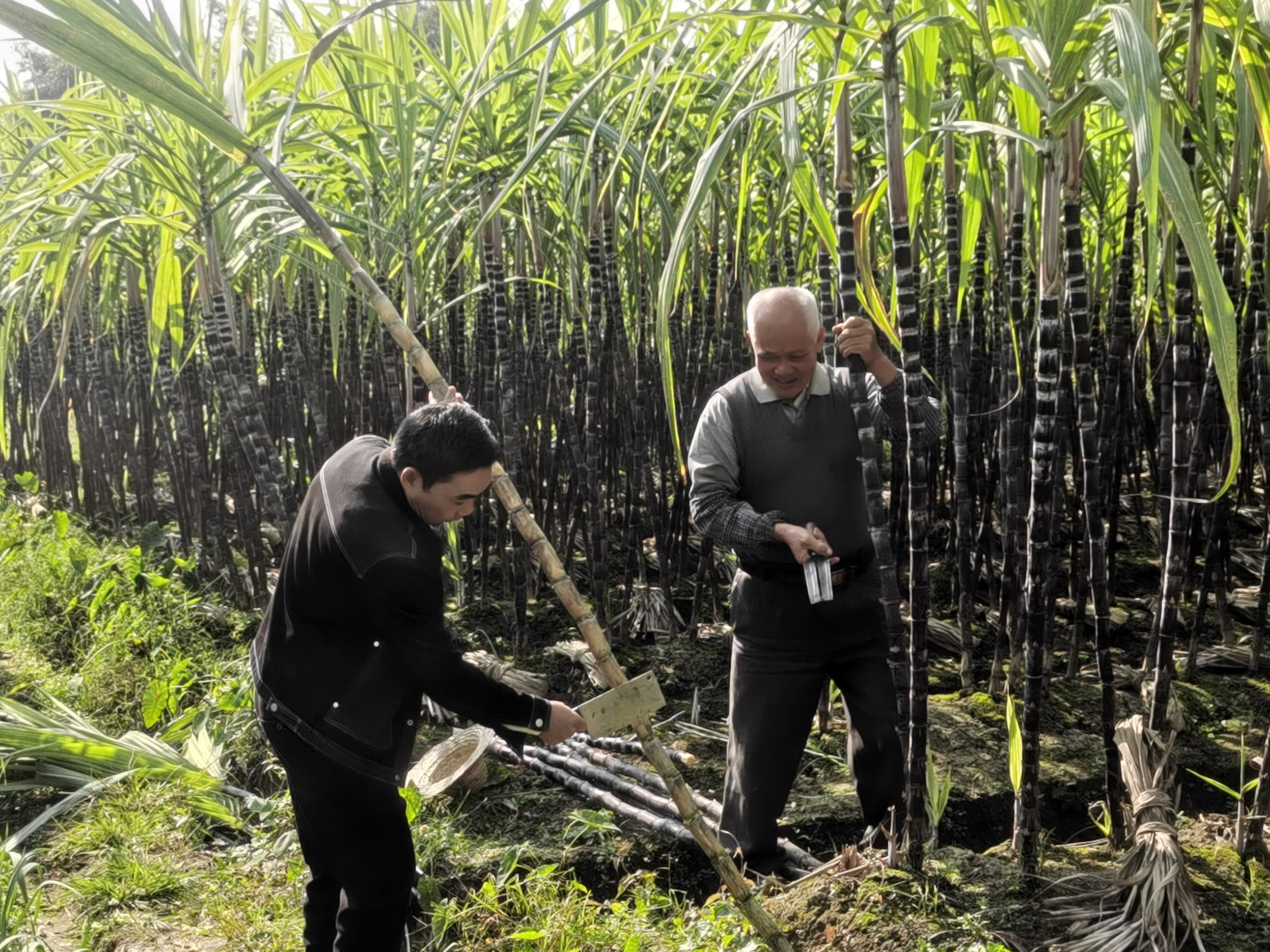 云安区六都镇冬城村百亩蔗林迎丰收 预计总产量超80万斤