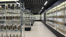 秒速配中药!智能化、数字化为广东中医药发展提速|高质量发展看中国 秒速配中药!智能化、数字化为广东中医药发展提速|高质量发展看中国