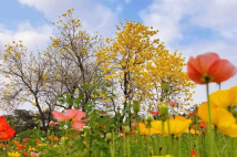 Experiencing spring flowers in gardens with exotic charm Experiencing spring flowers in gardens with exotic charm