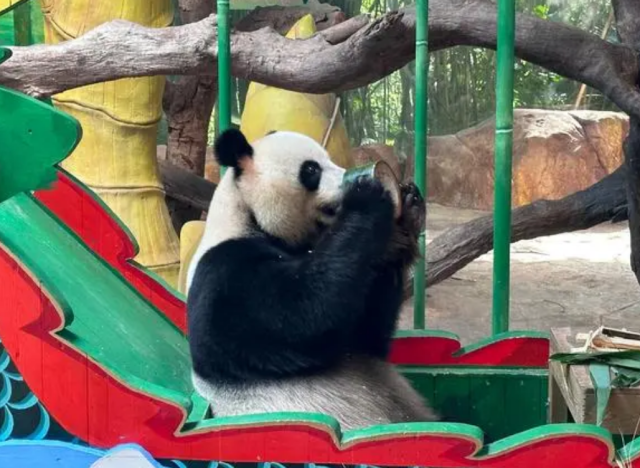 来了广东，熊猫也喝凉茶。图源：人民网