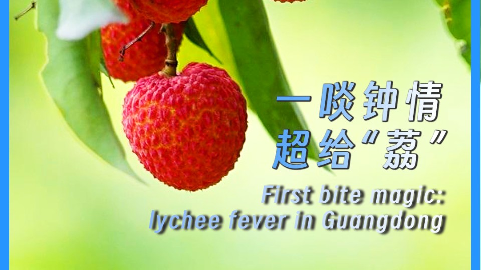 First bite magic: lychee fever in Guangdong