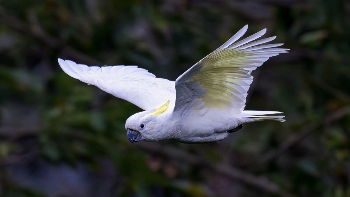 Feathers across borders