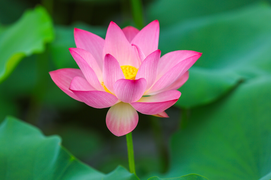 在云浮，过“荷”你一起的夏天