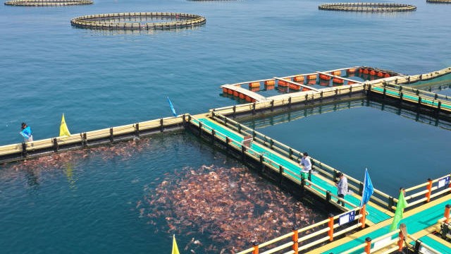 广东已成立海洋强省建设工作委员会，今年海洋工作重点已敲定