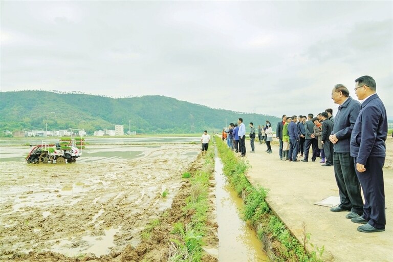 中国工程院院士罗锡文在河源推动水稻机械化种植，实现耕、种、管、收一体化发展。