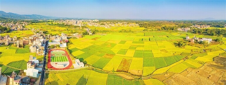 连平县大湖镇罗经村种植的连片水稻，一派丰收景象。