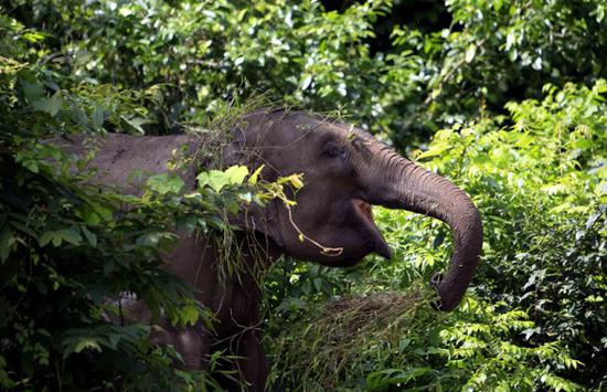 An elephant in the Xishuangbanna Natural Reserve's Mengyang section in Yunnan province. (Photo For China Daily/Li Yunsheng)