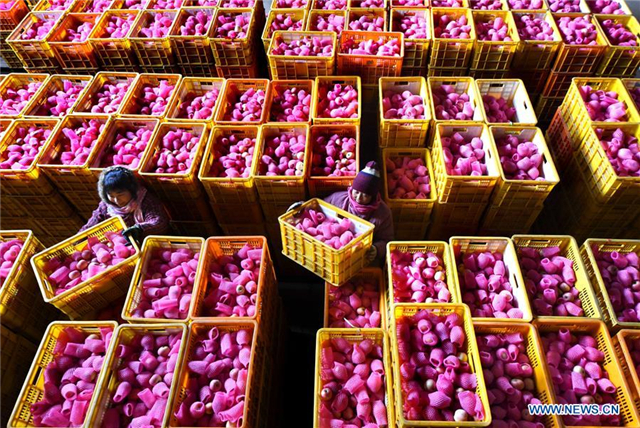 Over 1,000 tonnes of apples in Shandong to be exported abroad