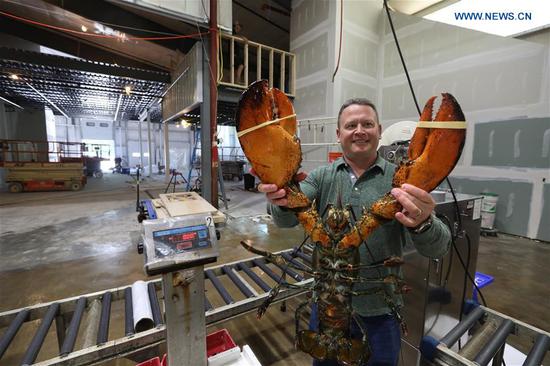 Tom Adams, founder and CEO of Maine Coast Lobster Company, shows a lobster in York, Maine, the United States, on June 26, 2018. (Xinhua/Zhang Mocheng) 