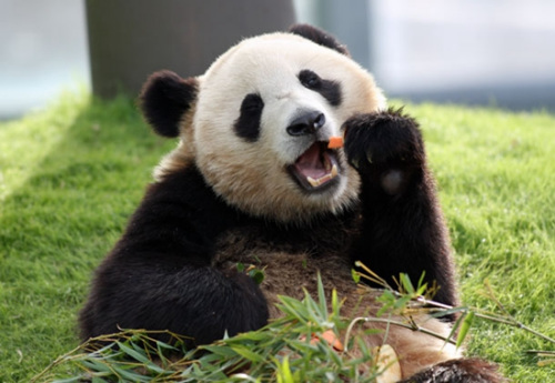熊猫“良滨”
