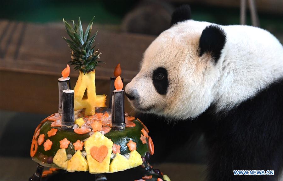 Taipei Zoo celebrates 4th birthday of giant panda 
