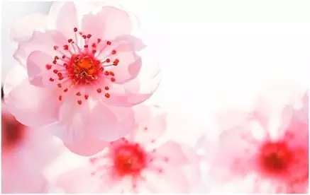 Learn to sing a Chinese song for spring!