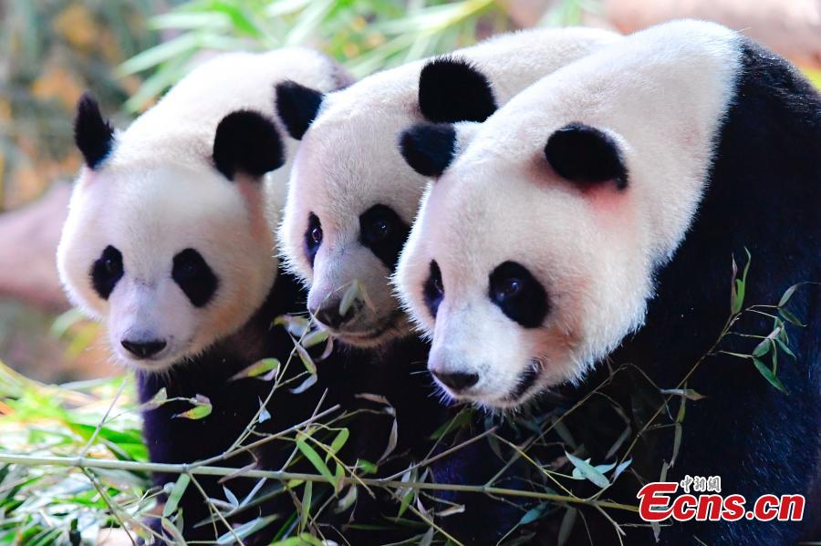Panda triplets in Guangzhou now four years old