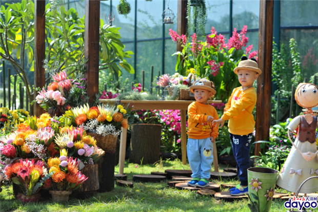 Enjoy the "South African King Protea Art Exhibition" at South China Botanical Garden!