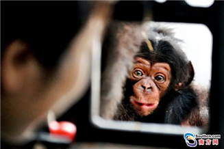 A baby chimpanzee made its debut at Guangzhou Zoo