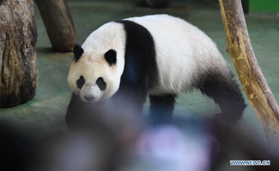 Taipei Zoo celebrates 4th birthday of giant panda 