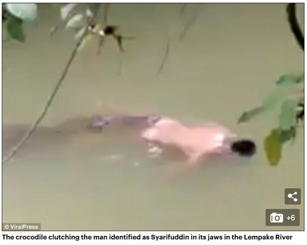 Astonishing moment a crocodile RETURNS the body of a man it killed a day earlier after it is 'SUMMONED' by a witch doctor