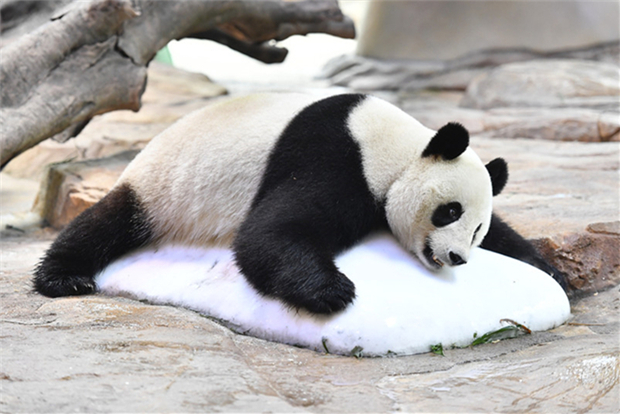 Guangzhou-born panda expected to give birth