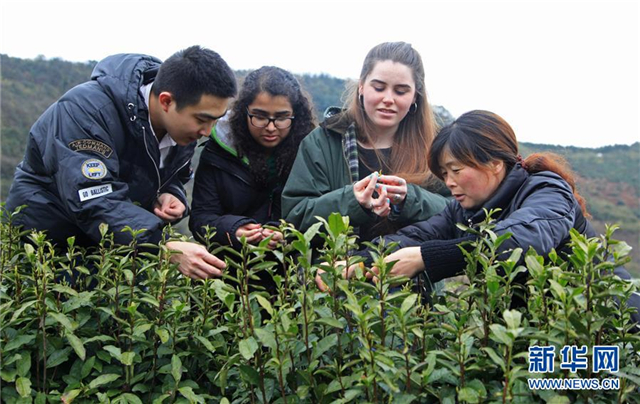 Overseas students learn to pick tea leaves in Southeast China