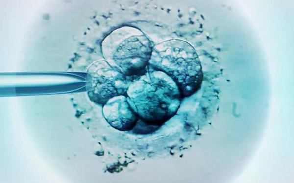 Scientists discover 'master gene' crucial for successful pregnancy