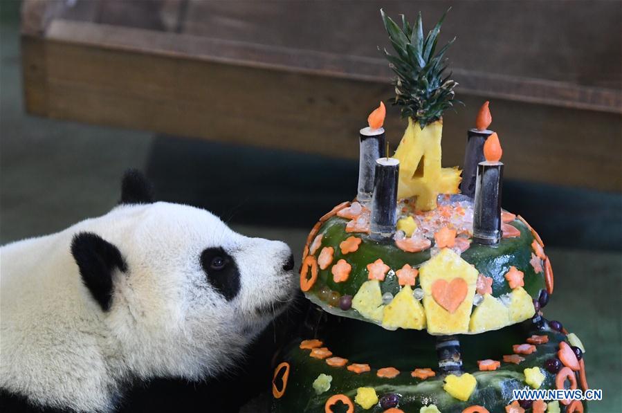 Taipei Zoo celebrates 4th birthday of giant panda 
