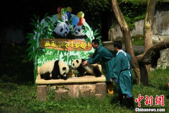 A zoo in southwest China's Chongqing Municipality holds birthday party for panda twins Yu Bao and Yu Bei on July 11, 2017. (Photo/Chinanews.com)