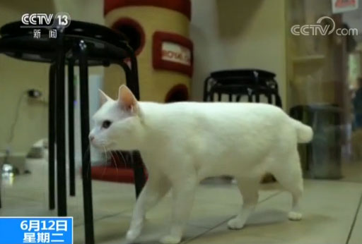 Can This Cat Predict the Outcome of the World Cup?