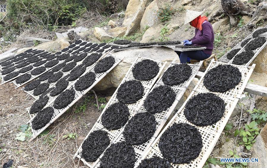Best laver harvest season falls in Nan'ao County, Guangdong
