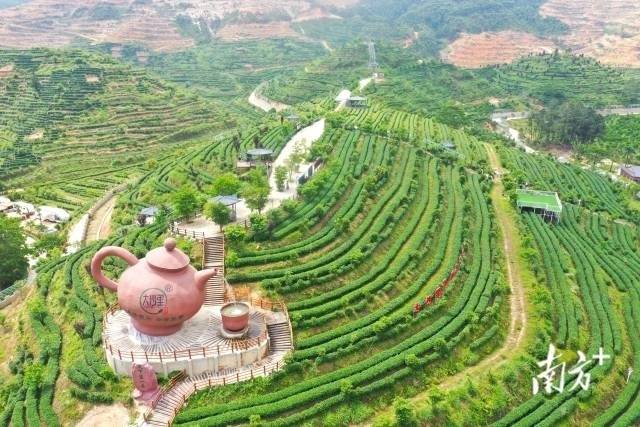 大沙茶欢茶谷有机生态种植茶园（杨兴乐 摄） 