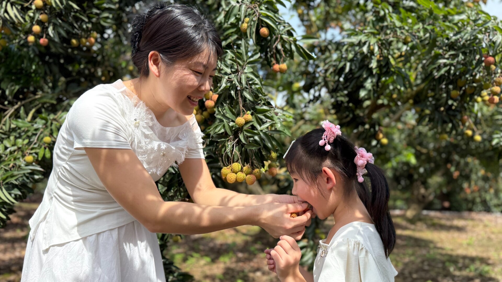 Fresh from the tree! Huizhou's Lychee Carnival wows visitors